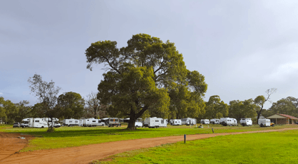 Dandaragan Transit Park camping ground with caravans parked under large shade trees on grass