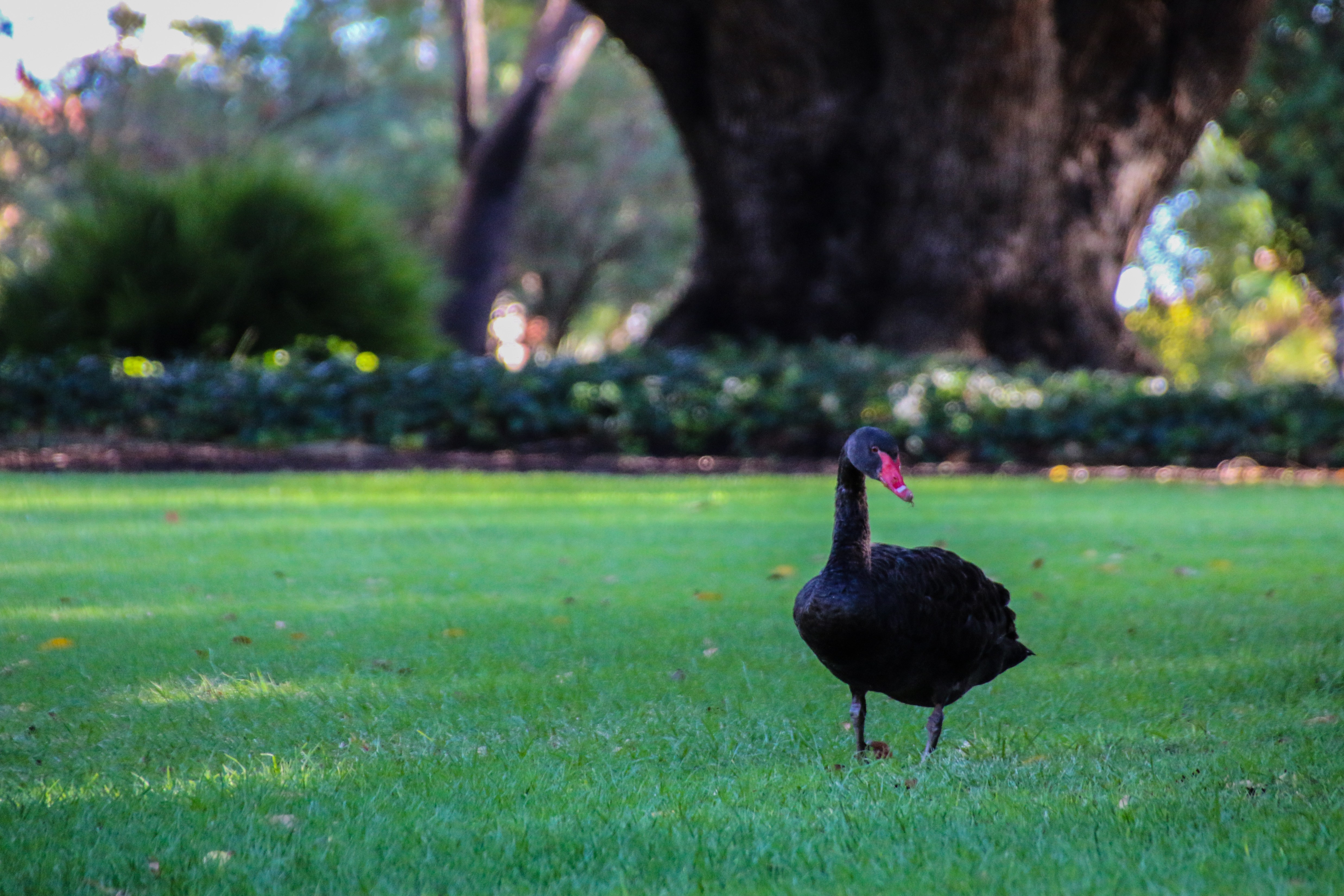 Are Park Spaces the Most Valuable Thing in Our Community?