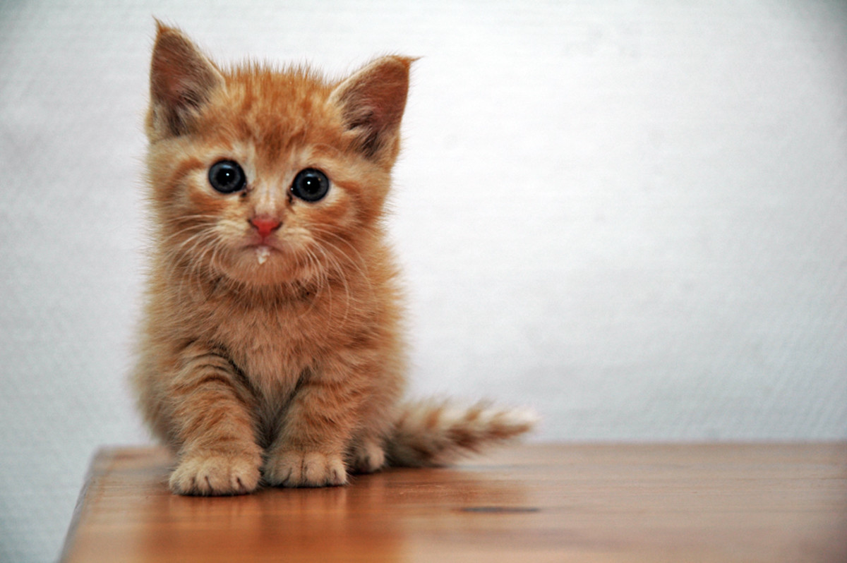 cat2